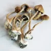 A+ magic mushroom