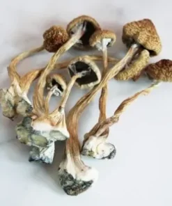 A+ magic mushroom