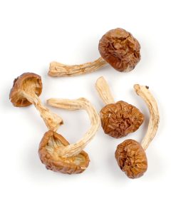 Buy A+ Magic Mushrooms Canada