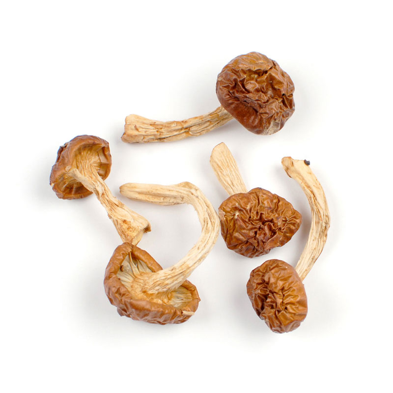 Buy A+ Magic Mushrooms Canada