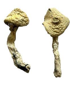 Jack Frost Magic Mushrooms