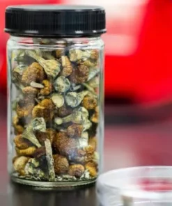 African Transkei Magic Mushrooms