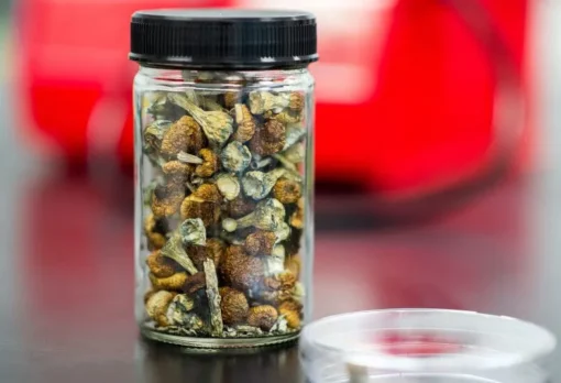 African Transkei Magic Mushrooms
