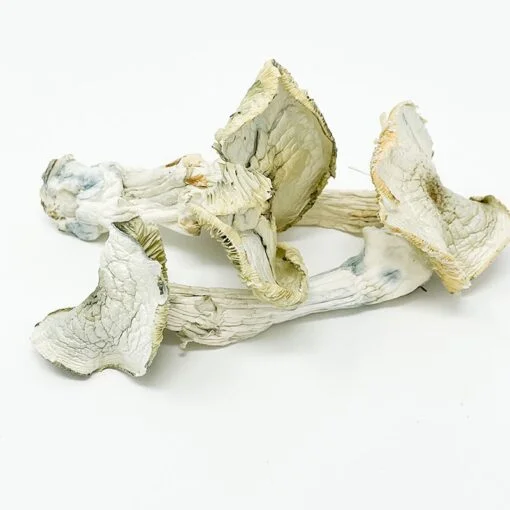 Albino A+ Magic Mushroom