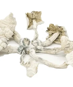 Albino Cambodian Psilocybe Cubensis