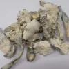 Avery Albino Magic Mushroom