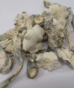 Avery Albino Magic Mushroom