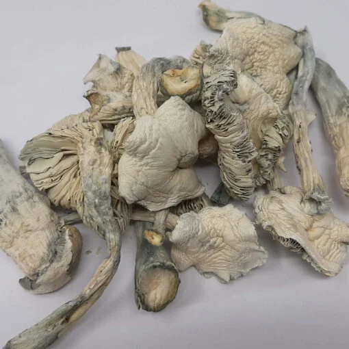Avery Albino Magic Mushroom