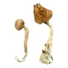 B+ Magic Mushrooms