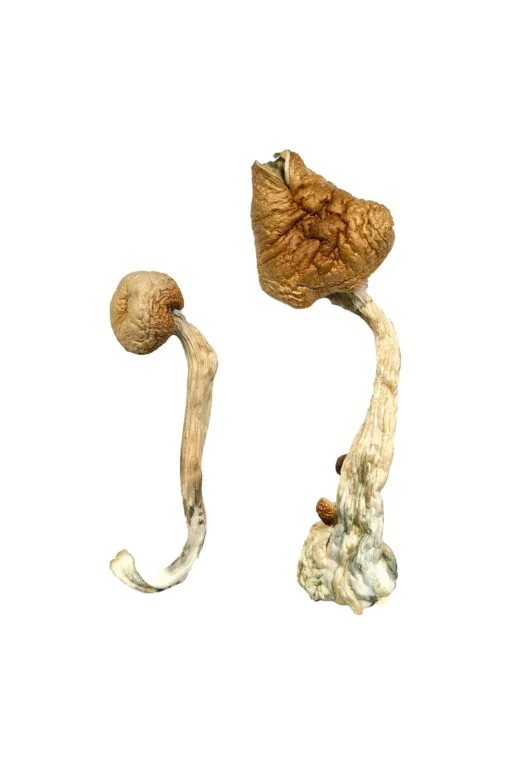 B+ Magic Mushrooms