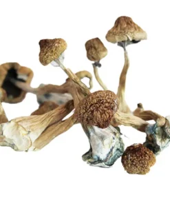 Blue Foot Mushroom