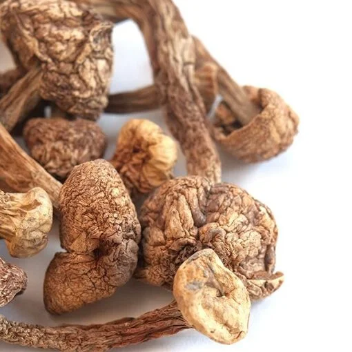 Brazilian Magic Mushrooms