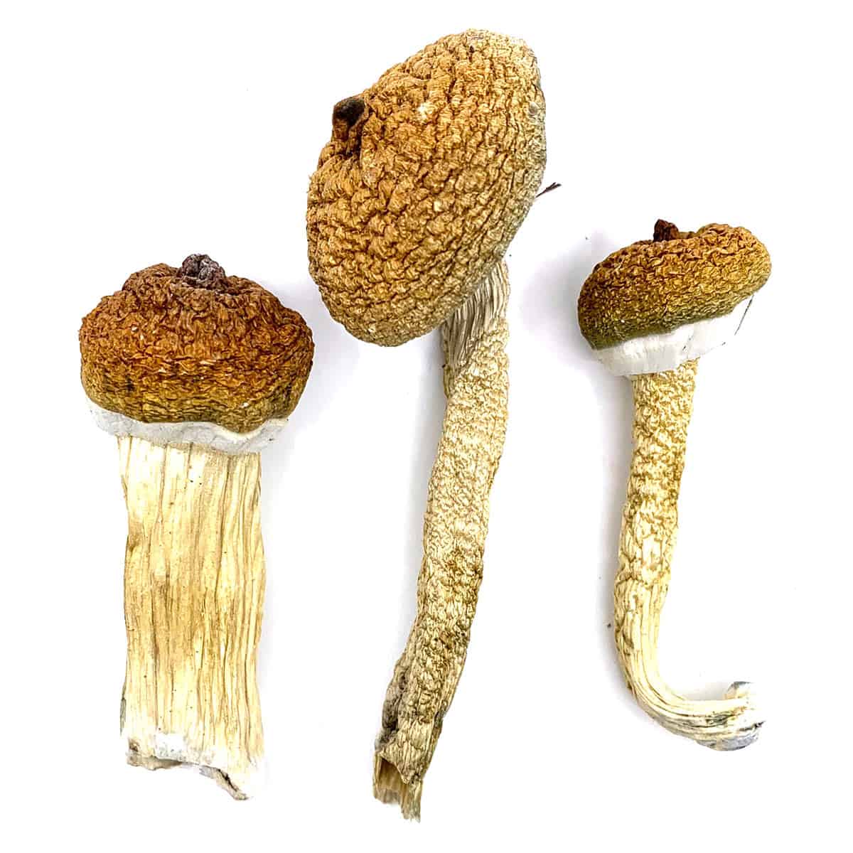 Blue Meanie Magic Mushroom