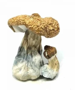 Costa Rican Magic Mushrooms