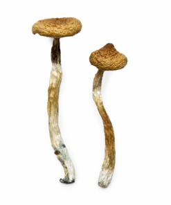 Escondido Magic Mushrooms