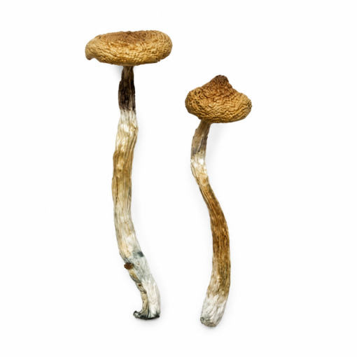 Escondido Magic Mushrooms