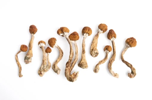 Golden Mammoth Magic Mushrooms