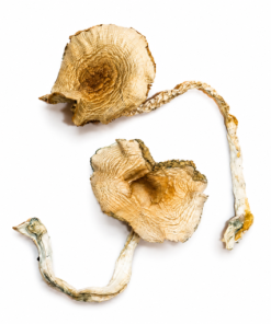 Golden Teacher Mushrooms