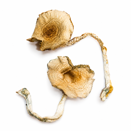 Golden Teacher Mushrooms