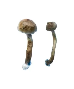 Alternative view of Golden Teacher Special Magic Mushrooms