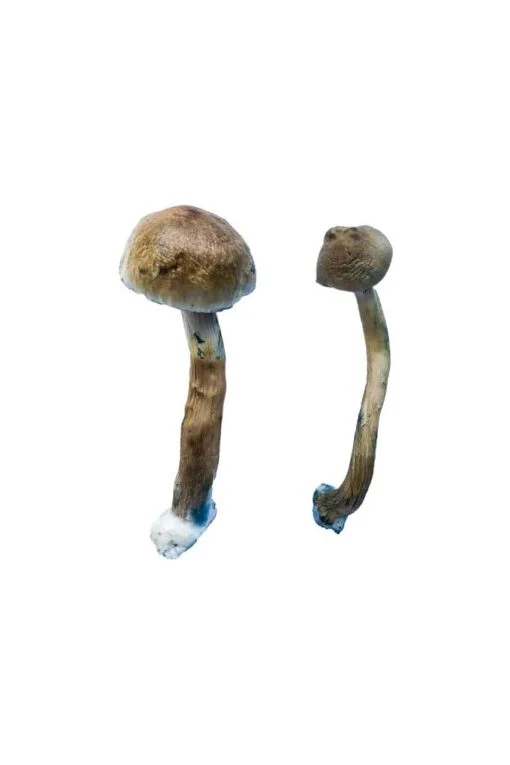 Golden Teacher Special Magic Mushrooms - Image 2