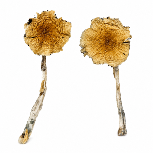 Guadalajara Mexico Magic Mushrooms
