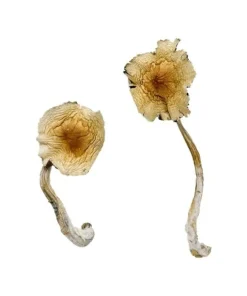 Alternative view of Guadalajara Mexico Magic Mushrooms
