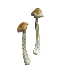 HillBilly Magic Mushrooms