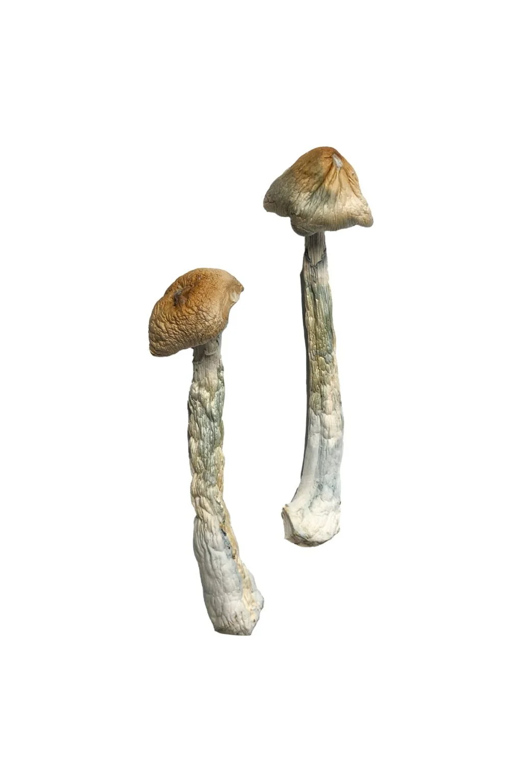 HillBilly Magic Mushrooms