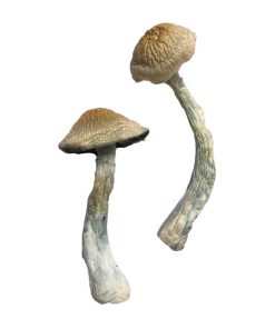 Alternative view of HillBilly Magic Mushrooms