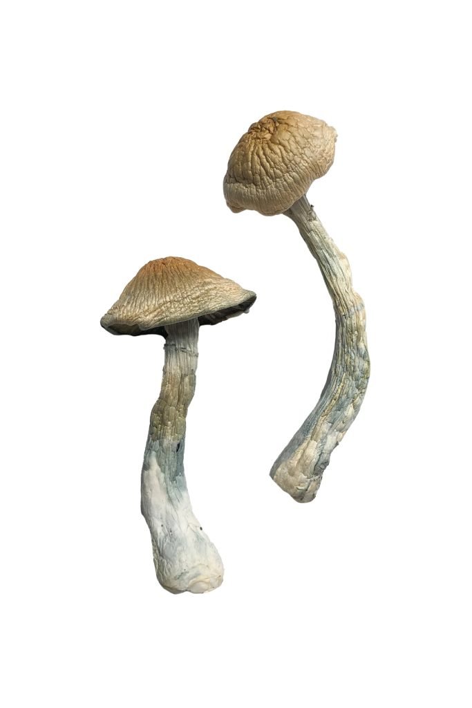 HillBilly Magic Mushrooms - Image 2