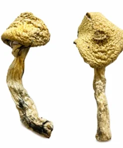 Jack Frost Magic Mushrooms
