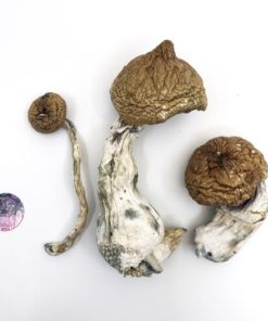 Lizard King Psilocybe Cubensis