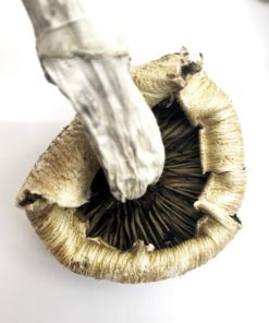 Alternative view of Lizard King Psilocybe Cubensis