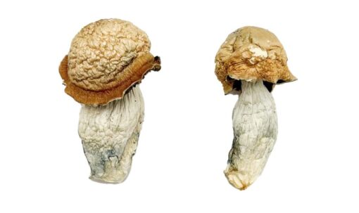 Makilla Gorilla Magic Mushrooms