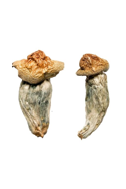 Melmac (Homestead Penis Envy) Magic Mushrooms