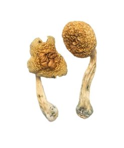 Penis Envy Mushrooms