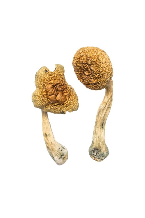 Penis Envy Mushrooms