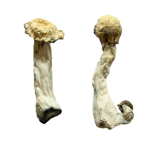 Shakti (Albino Malabar) Magic Mushrooms