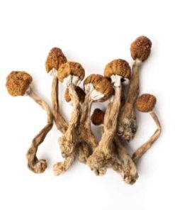 Tri Color Ecuadorian Magic Mushroom