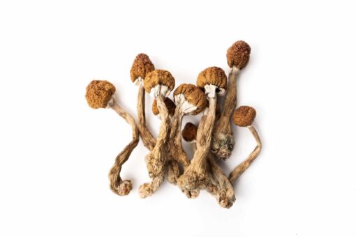 Tri Color Ecuadorian Magic Mushroom