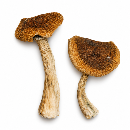 Wavy Caps Magic Mushrooms