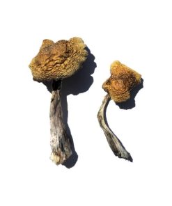 Wollongong Shrooms