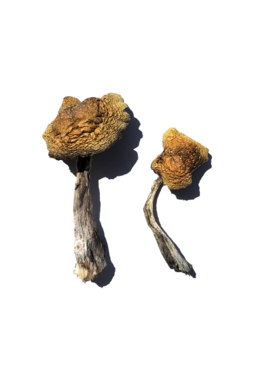 Wollongong Shrooms