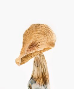 Buy Dried Magic Mushroom Online
